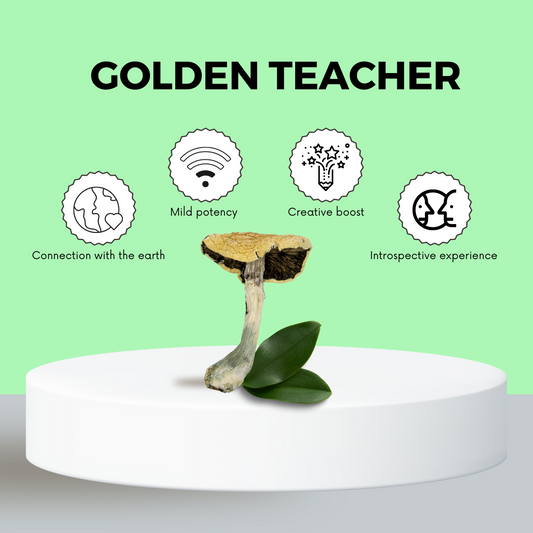 Magic Mushroom Capsules Canada