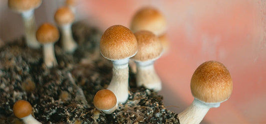 Magic Mushroom Blog Canada Microdosing